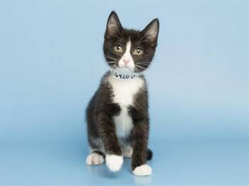 DOT -  Domestic Short Hair Cat for Adoption in Phoenix, Arizona - DOT | PetCurious