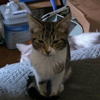 Jeffrey -  American Shorthair Cat for Adoption in Mount Vernon, Arkansas - Jeffrey | PetCurious
