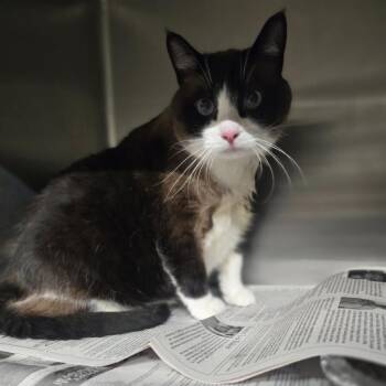 Chungus -  Domestic Short Hair Cat for Adoption in Pauls Valley, Oklahoma - Chungus | PetCurious