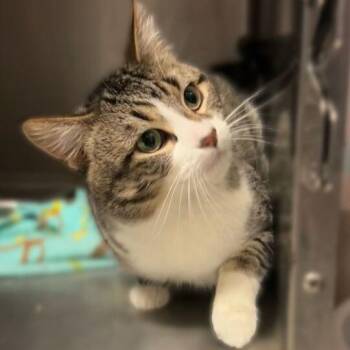 Domestic Short Hair Cats Available for Adoption - GUP | PetCurious