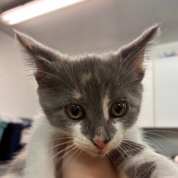 Mimi -  Domestic Short Hair Cat for Adoption in Manhattan, Kansas - Mimi | PetCurious