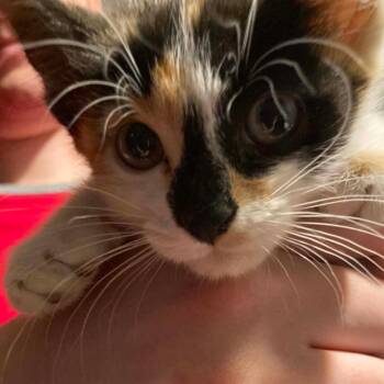 Waldorf -  Domestic Medium Hair Cat for Adoption in Dekalb, Illinois - Waldorf | PetCurious
