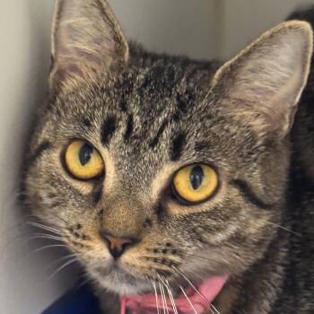 Kessick -  American Shorthair Cat for Adoption in Bethel, Connecticut - Kessick | PetCurious