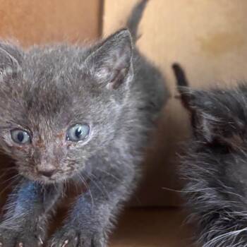 Baloo -  Domestic Short Hair Cat for Adoption in Norman, Oklahoma - Baloo | PetCurious