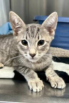 Silos -  Domestic Short Hair Cat for Adoption in Cottonwood, Arizona - Silos | PetCurious