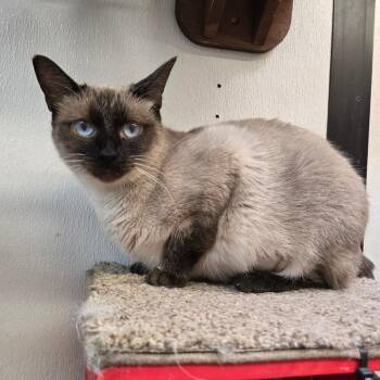 Rescue Domestic Short Hair Cats for Adoption in Graham, Texas - Sprinkles | PetCurious