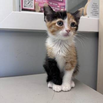 Razzles -  Domestic Short Hair Cat for Adoption in Toms River, New Jersey - Razzles | PetCurious