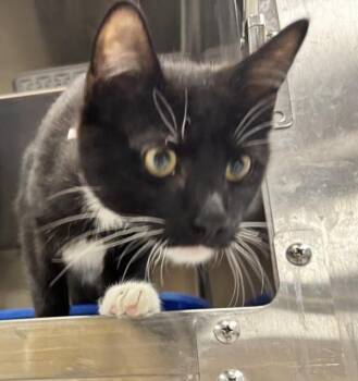 Domestic Short Hair Cats Available for Adoption - Echo | PetCurious