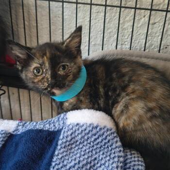 Lil Cloe -  Domestic Short Hair Cat for Adoption in Moses Lake, Washington - Lil Cloe | PetCurious