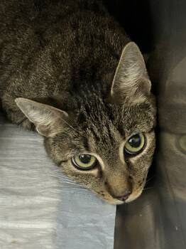 Rescue Domestic Short Hair Cats for Adoption in Westminster, Maryland - AMAYA | PetCurious