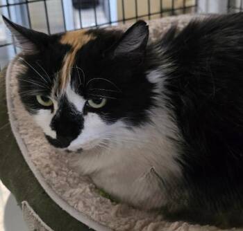 Calico and Domestic Short Hair Cats Available for Adoption in Las Cruces, New Mexico - Trinity | PetCurious