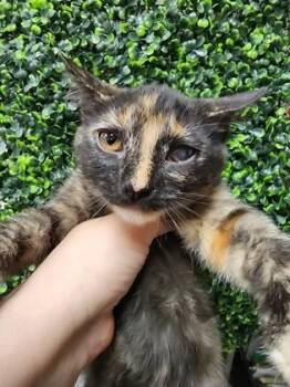 Callie $50 Inside only; Impaired vision -  Domestic Short Hair Cat for Adoption in Seneca, South Carolina - Callie $50 Inside Only; Impaired Vision | PetCurious