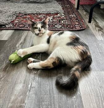 Kanga -  Domestic Short Hair Cat for Adoption in Ruskin, Florida - Kanga | PetCurious