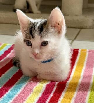 Data -  Domestic Short Hair Cat for Adoption in Glendale, Arizona - Data | PetCurious