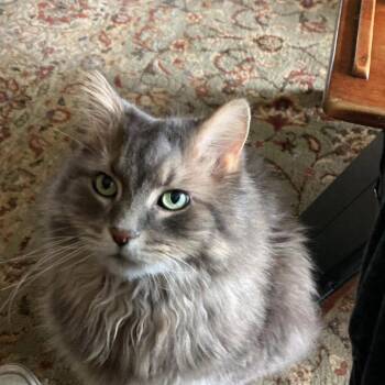 Ollie -  Maine Coon and Domestic Long Hair Cat for Adoption in Bennington, Vermont - Ollie | PetCurious