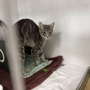 Boba -  Domestic Short Hair Cat for Adoption in Dover, New Hampshire - Boba | PetCurious