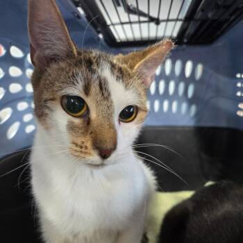 Faellyn -  Domestic Short Hair Cat for Adoption in Newark, New Jersey - Faellyn | PetCurious