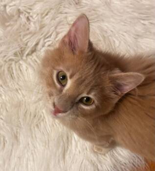 American Shorthair Cats Available for Adoption - Lenny | PetCurious