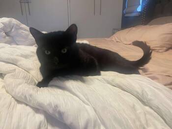 Rescue Domestic Short Hair Cats for Adoption in Brantford, Ontario - Bean | PetCurious