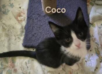 04661B Coco -  Domestic Short Hair Cat for Adoption in North Charleston, South Carolina - 04661B Coco | PetCurious