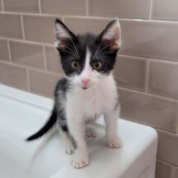 Buzz -  Domestic Short Hair Cat for Adoption in Pleasanton, California - Buzz | PetCurious