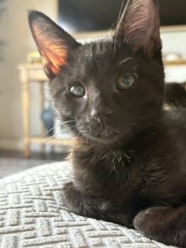 Rescue Domestic Short Hair Cats for Adoption in West Mifflin, Pennsylvania - Cinder | PetCurious