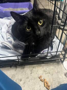 Rescue Bombay Cats for Adoption in Paulina, Louisiana - Dory | PetCurious