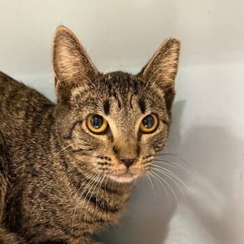 Rescue Domestic Short Hair Cats for Adoption in Chattanooga, Tennessee - Wheezy | PetCurious