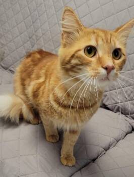 AZAR -  Domestic Medium Hair Cat for Adoption in Sandusky, Ohio - AZAR | PetCurious