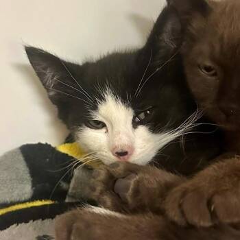 Aatrox -  Domestic Short Hair Cat for Adoption in Walnut Creek, California - Aatrox | PetCurious