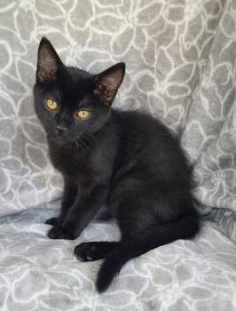 7163 (Harris) -  Domestic Short Hair Cat for Adoption in Lake City, Michigan - 7163 (Harris) | PetCurious