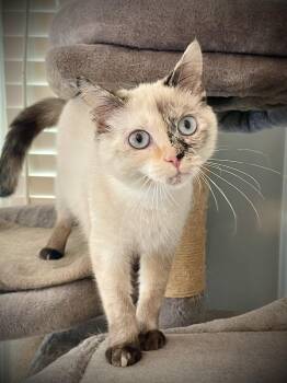 Shelby -  Domestic Short Hair Cat for Adoption in Chuckey, Tennessee - Shelby | PetCurious