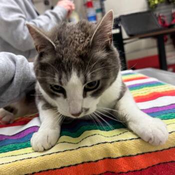 Domestic Short Hair Cats Available for Adoption in Murray, Utah - Kevin | PetCurious