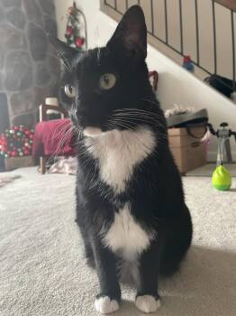 Rescue Domestic Short Hair Cats for Adoption in Calverton, Maryland - SPARKLE | PetCurious