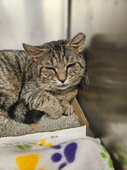 Rescue Domestic Short Hair Cats for Adoption in Batavia, Ohio - Shrimp | PetCurious