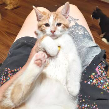 Corey -  Domestic Short Hair Cat for Adoption in Pittsburgh, Pennsylvania - Corey | PetCurious