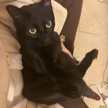 Domestic Medium Hair Cats Available for Adoption in Ben Avon, Pennsylvania - Dante | PetCurious