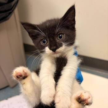 Gwen baby 4 -  Domestic Short Hair Cat for Adoption in Edinburg, Texas - Gwen Baby 4 | PetCurious