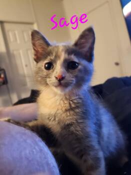 Sage -  Dilute Calico Cat for Adoption in Mount Pleasant, Texas - Sage | PetCurious
