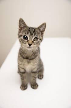 Rescue Domestic Short Hair Cats for Adoption in Montclair, New Jersey - Shoe | PetCurious