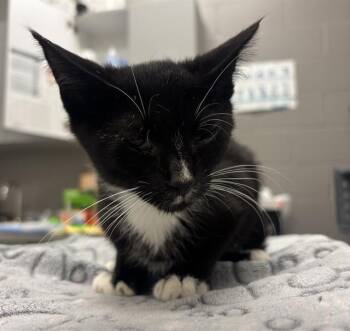 SARAN -  Domestic Short Hair Cat for Adoption in Indianapolis, Indiana - SARAN | PetCurious