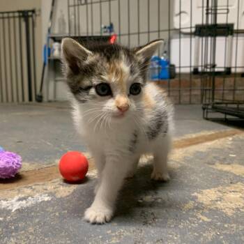 Alex -  Domestic Short Hair Cat for Adoption in Riverside, California - Alex | PetCurious