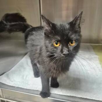Barb -  Domestic Medium Hair Cat for Adoption in Bluffton, Indiana - Barb | PetCurious