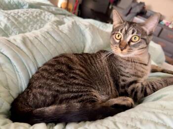 Sandy -  Tabby and Domestic Short Hair Cat for Adoption in Dallas, Texas - Sandy | PetCurious