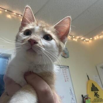 Cluckers -  Domestic Short Hair Cat for Adoption in Monroe, Louisiana - Cluckers | PetCurious
