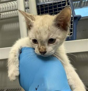 A476714 -  Domestic Short Hair Cat for Adoption in Oklahoma City, Oklahoma - A476714 | PetCurious