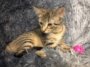 Rescue Domestic Short Hair and Tabby Cats for Adoption in Columbus, Minnesota - Un | PetCurious