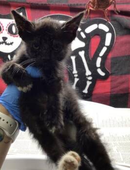 ANUBIS -  Domestic Short Hair Cat for Adoption in Riverside, California - ANUBIS | PetCurious