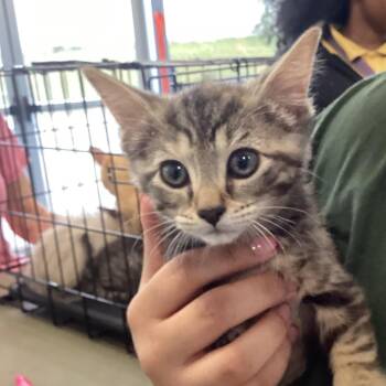Domestic Short Hair Cats Available for Adoption in Montgomery, Alabama - Jody | PetCurious