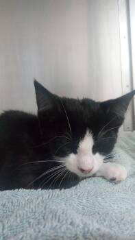 Rolie Polie -  Domestic Short Hair Cat for Adoption in Burgaw, North Carolina - Rolie Polie | PetCurious
